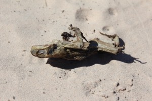 Bungle Nationalpark-131